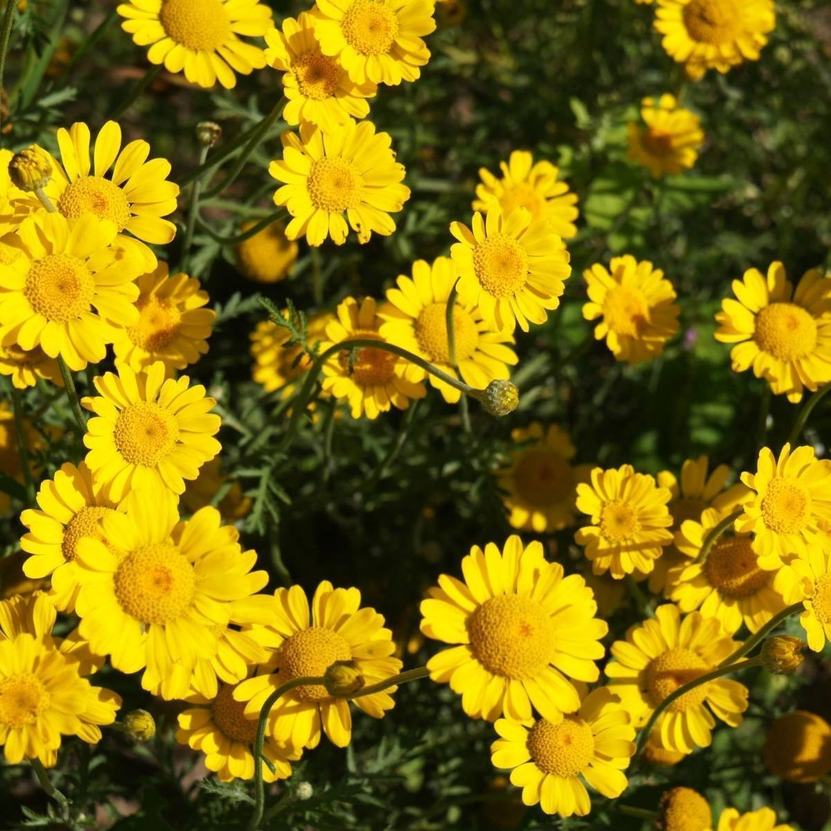 Golden Marguerite Kelawayi Seeds