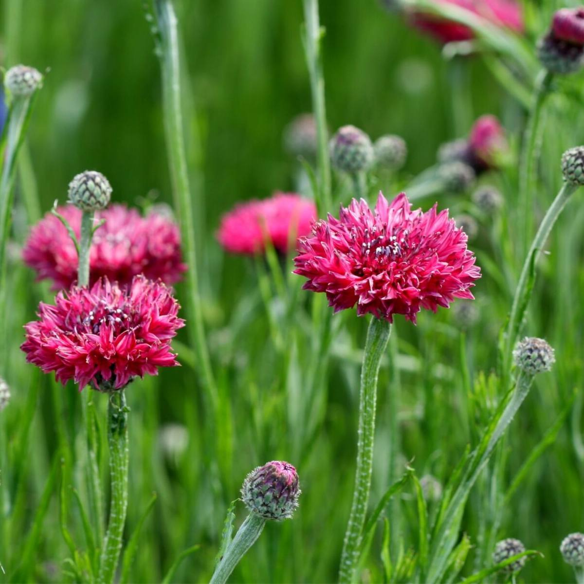 Cornflower Red Ball Seeds