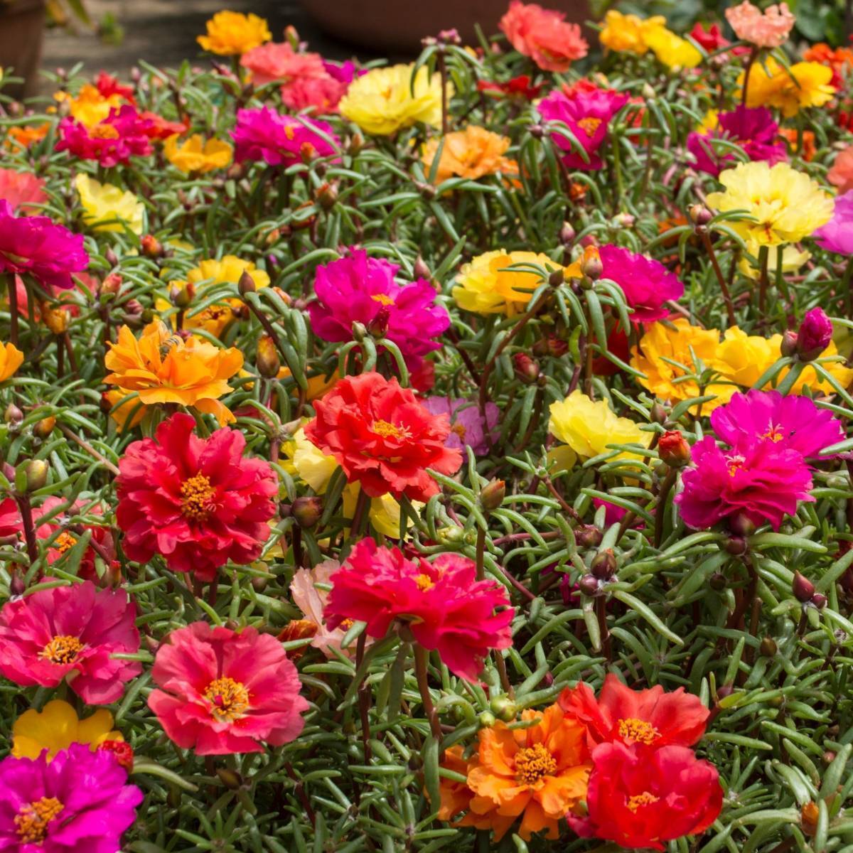 Portulaca Double Flowered Mix Seeds