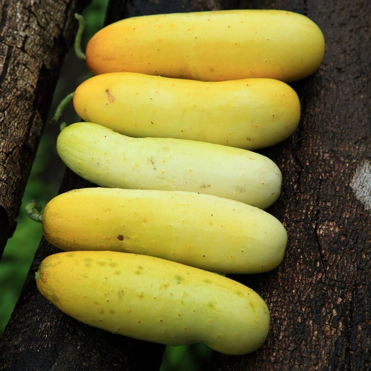 Giant Russian Cucumber Seeds