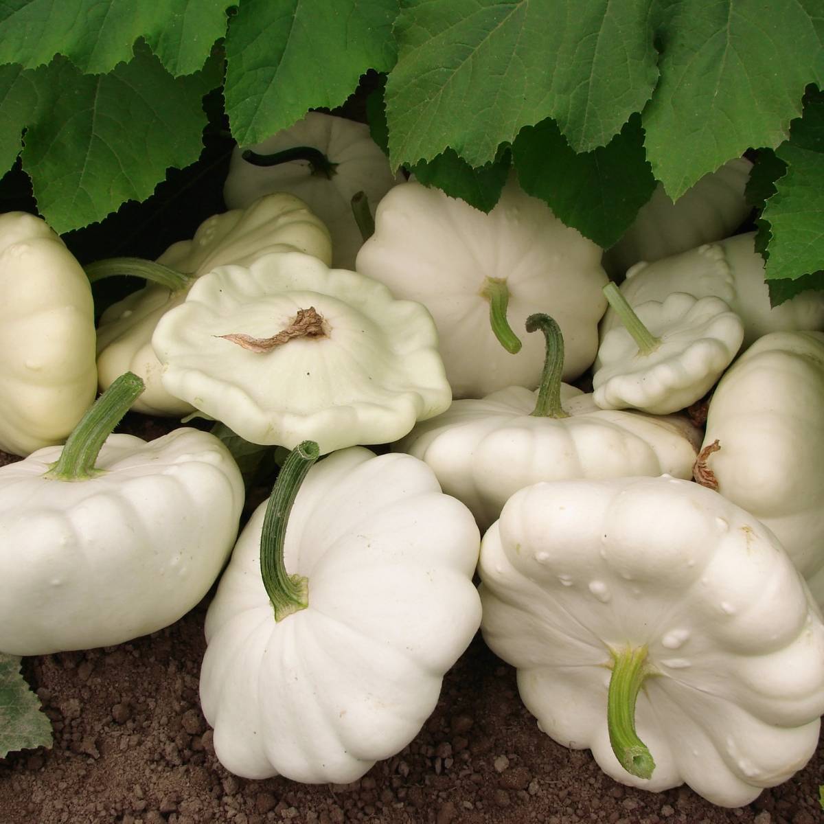 Early White Bush Scallop Summer Squash Seeds