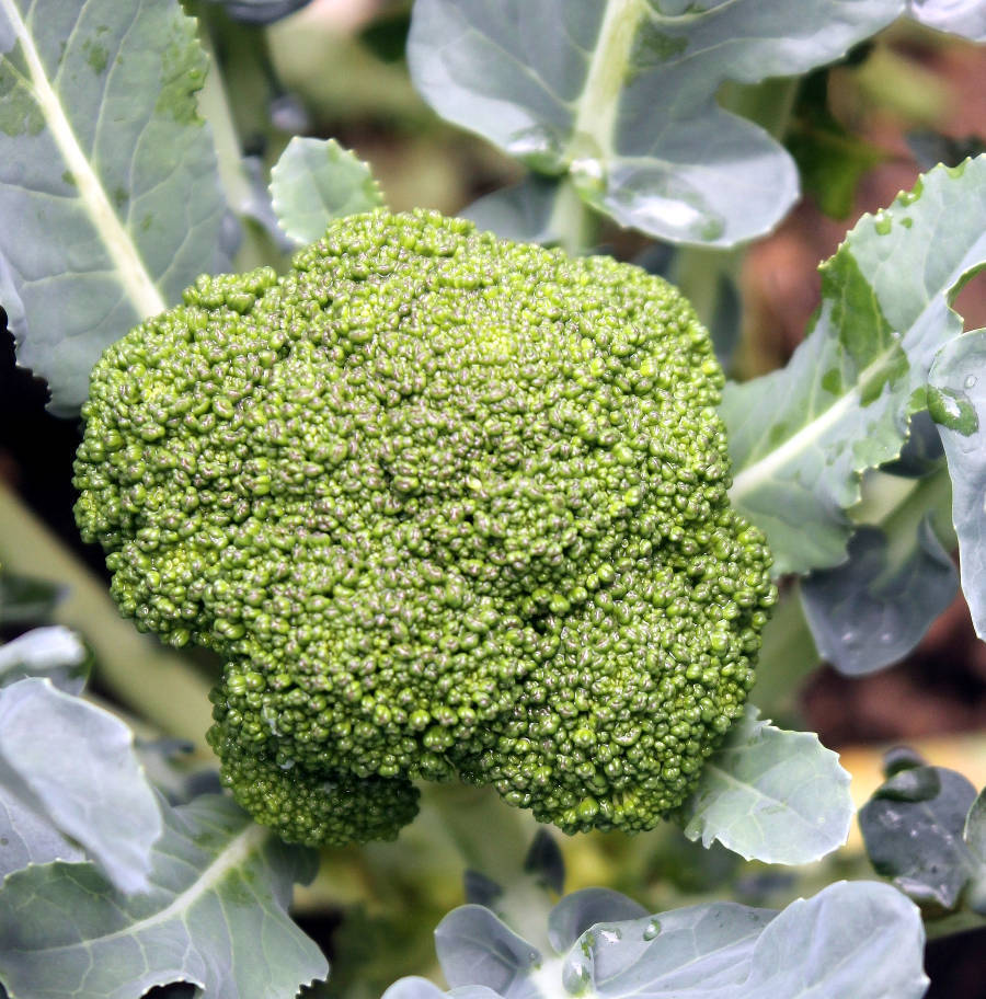 Albert Broccoli Seeds