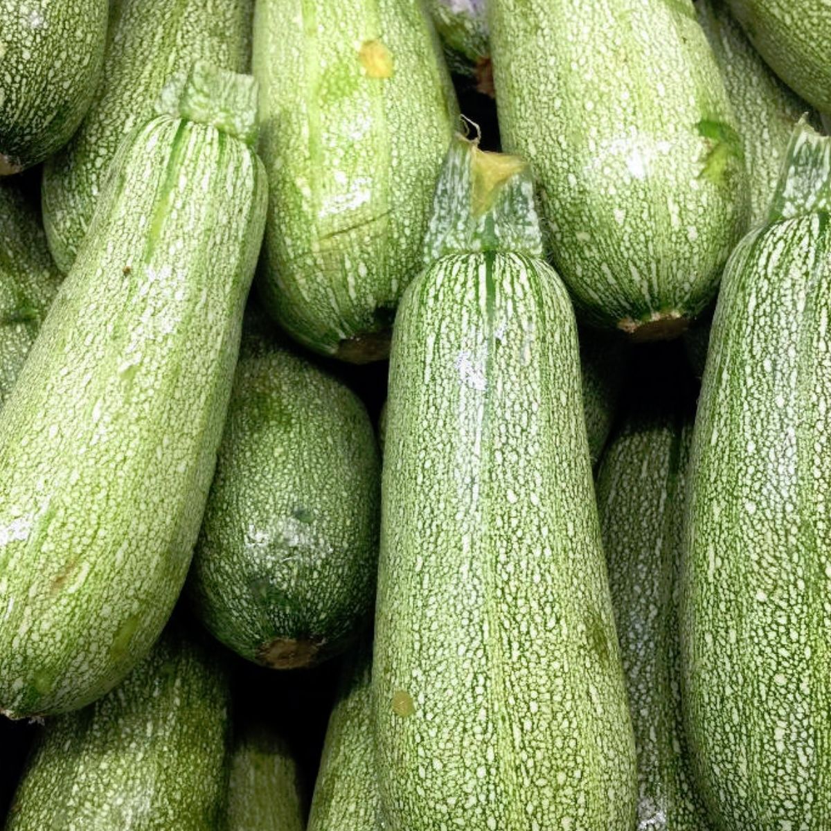 Grey Zucchini Seeds