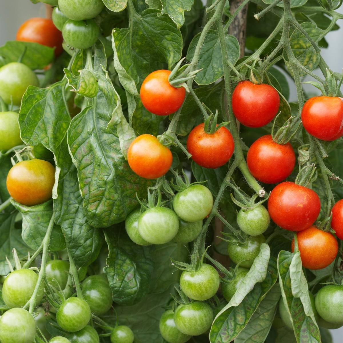 Sugar Lump Tomato Seeds