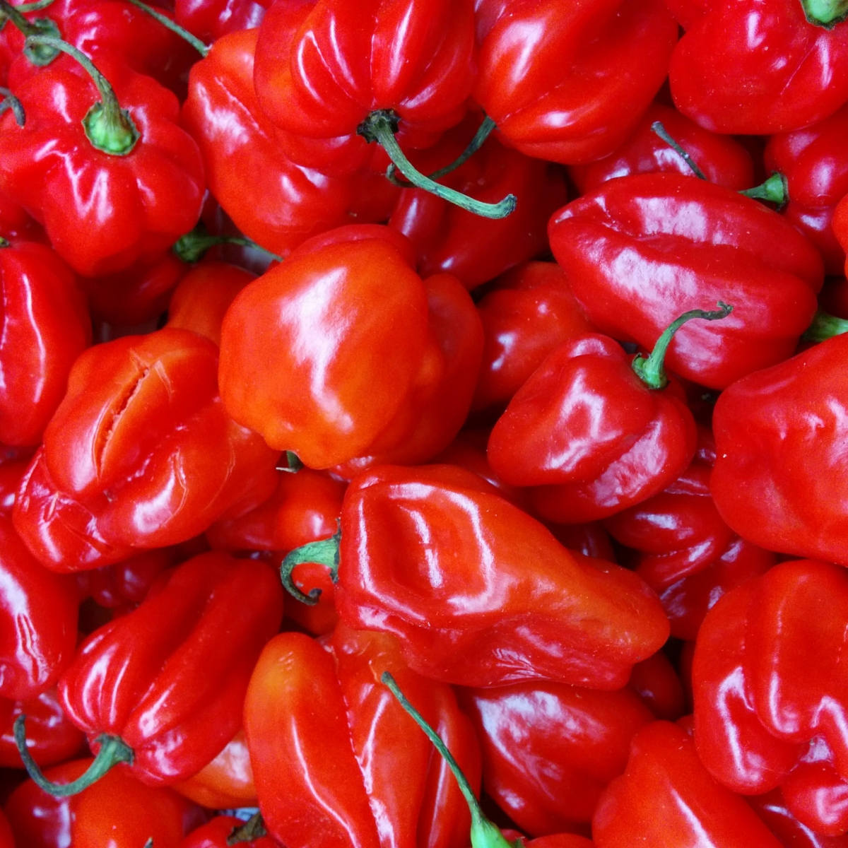 Scotch Bonnet Red Chilli Seeds