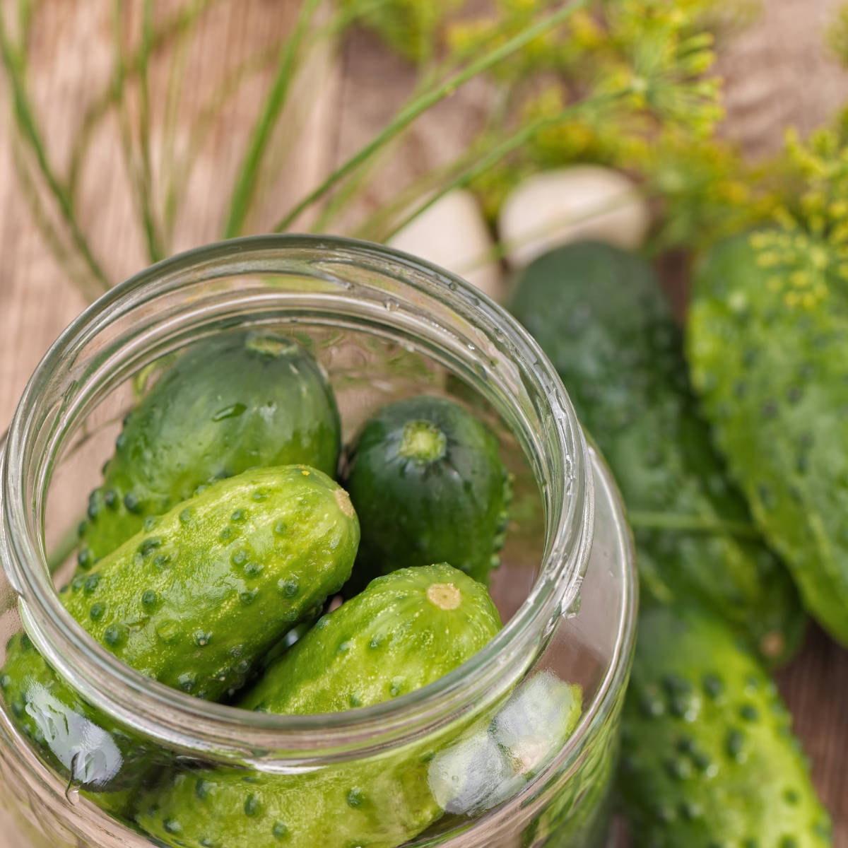 National Pickling Cucumber Seeds