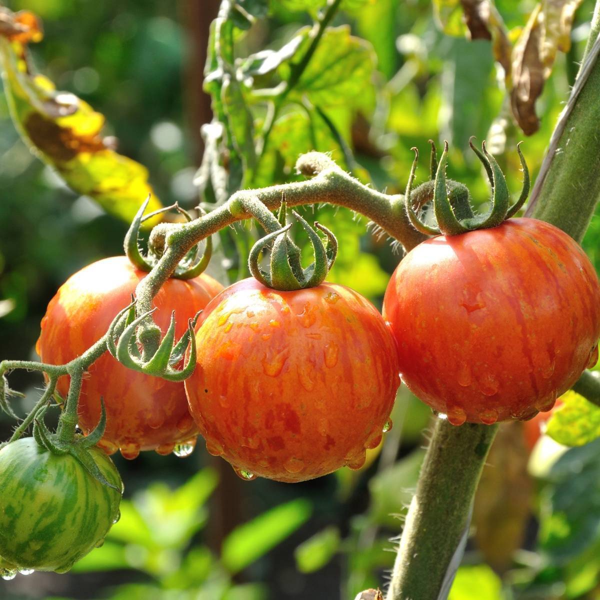 Tigerella Tomato Seeds