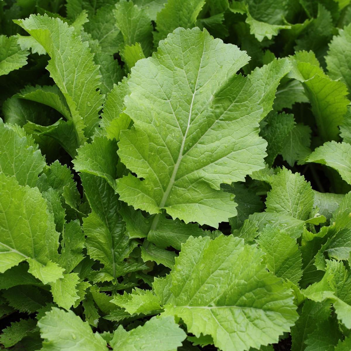 Horned Mustard Greens Seeds