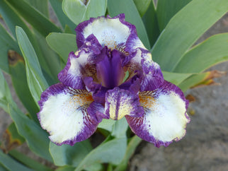 Hana Dwarf Iris