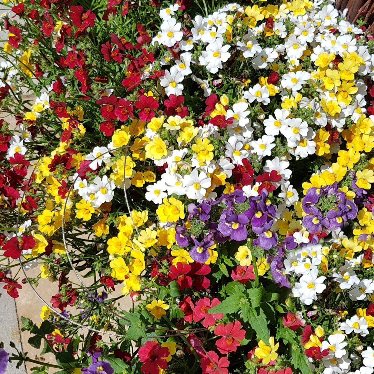 Nemesia Carnival Mix Seeds