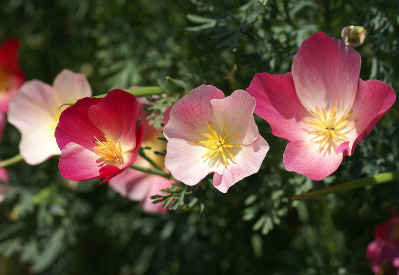 California Poppy Seeds - Carmine King