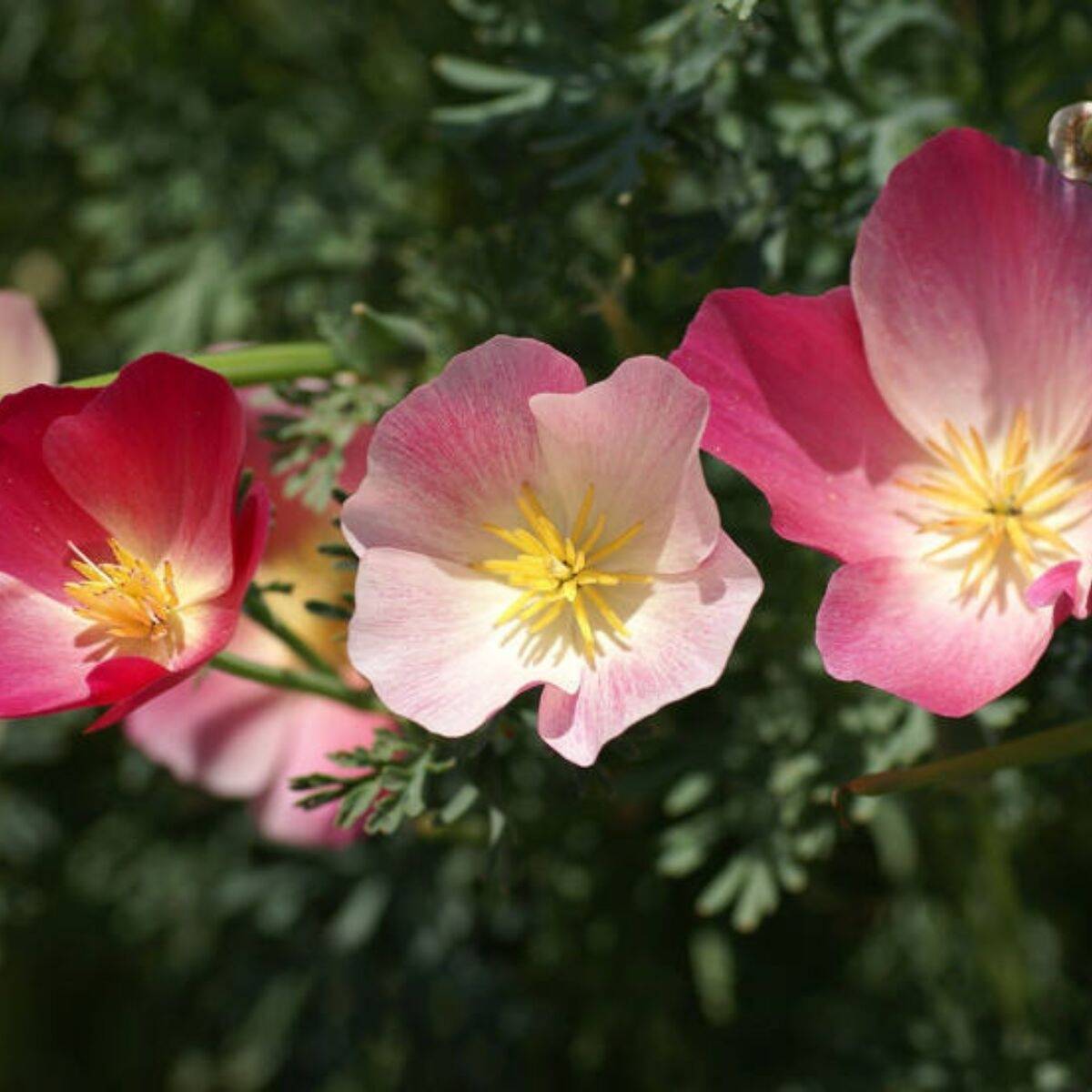 Californian Poppy Carmine King Seeds