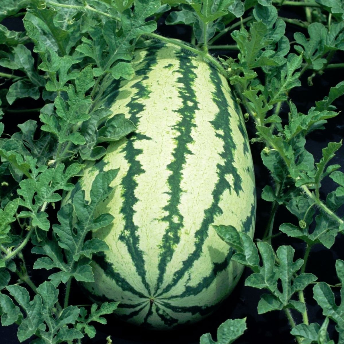 Klondike Blue Ribbon Striped Watermelon Seeds