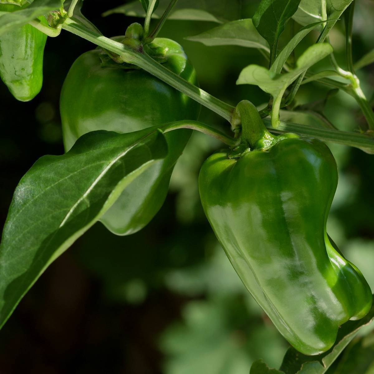 Emerald Giant Capsicum Seeds