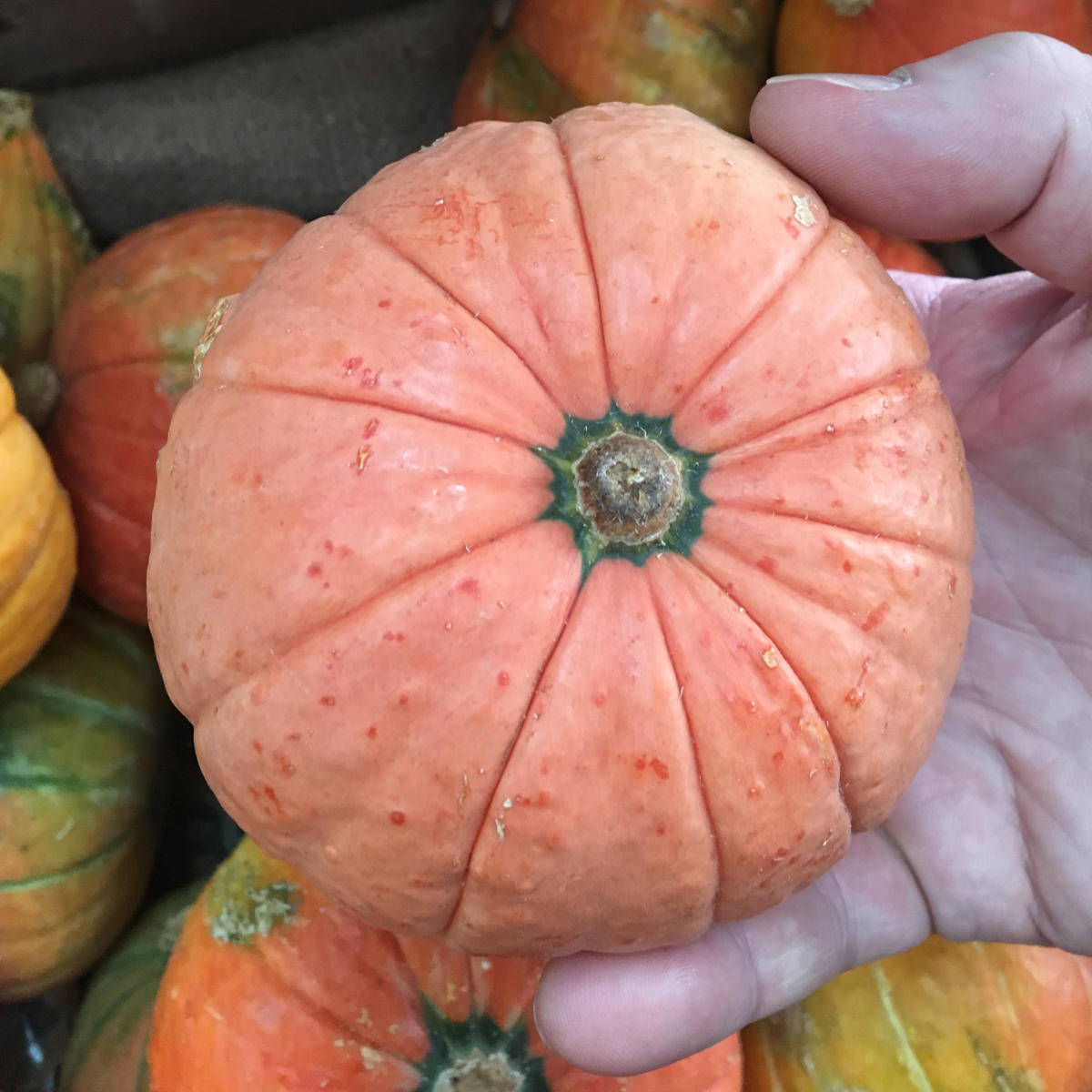 Golden Nugget Pumpkin Seeds