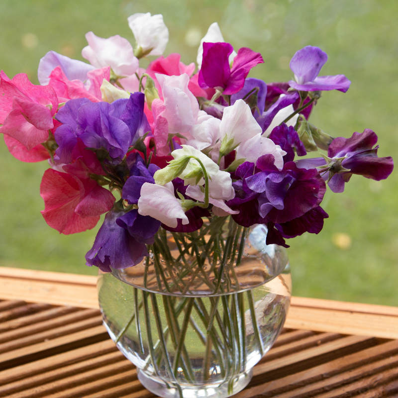 Sweet Pea Mammoth Choice Mix Seeds