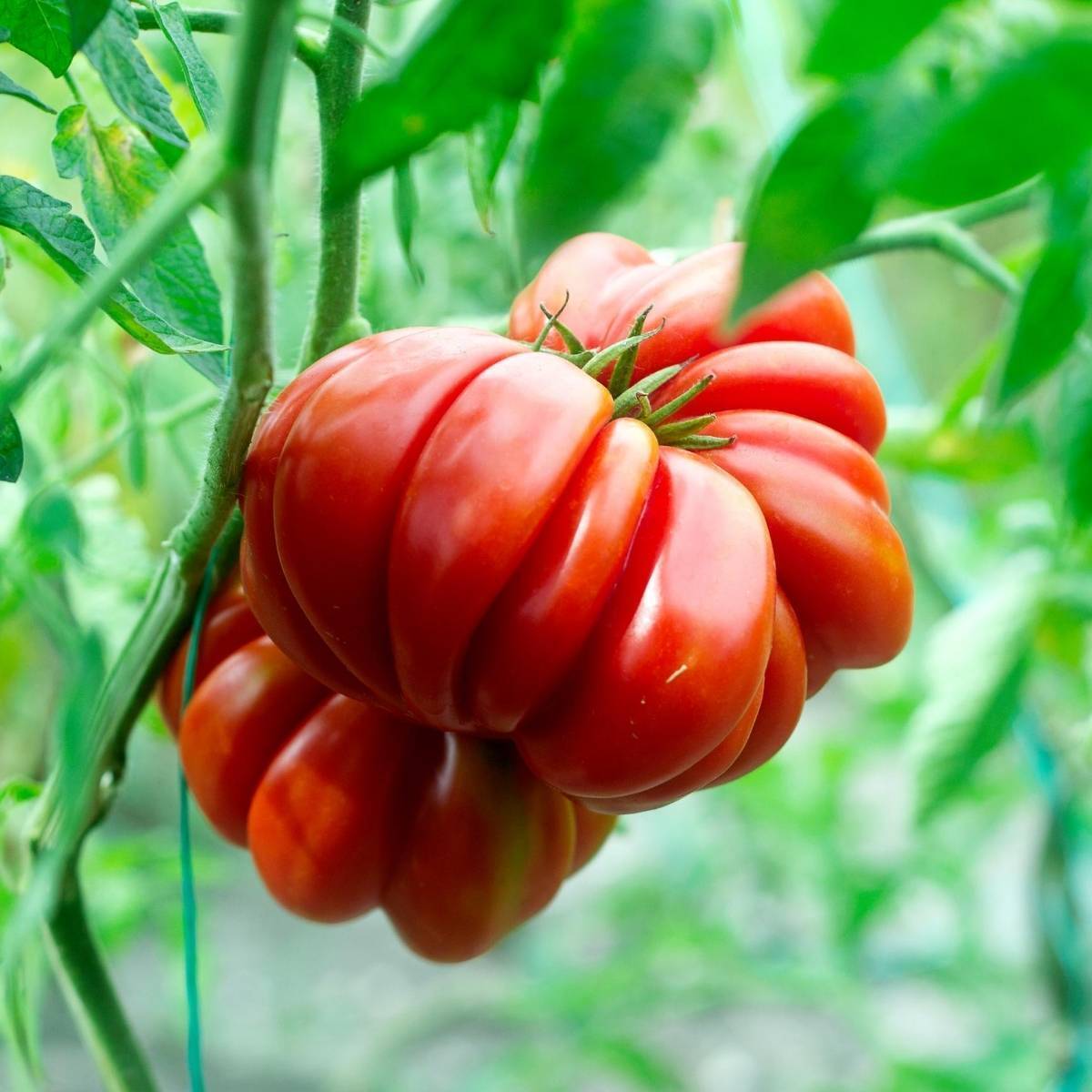 Santorini Tomato Seeds