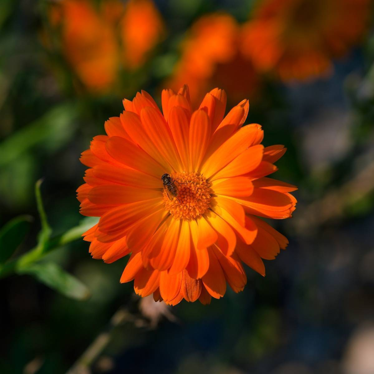 Calendula Ball's Improved Orange Seeds