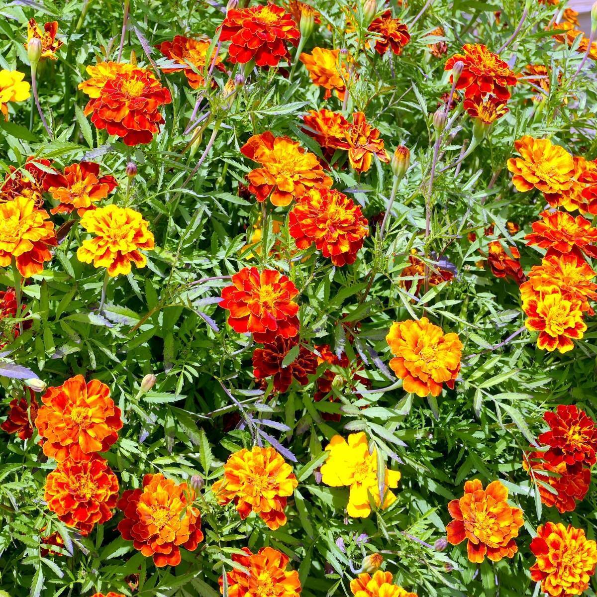 Marigold French Sparky Mixed Seeds