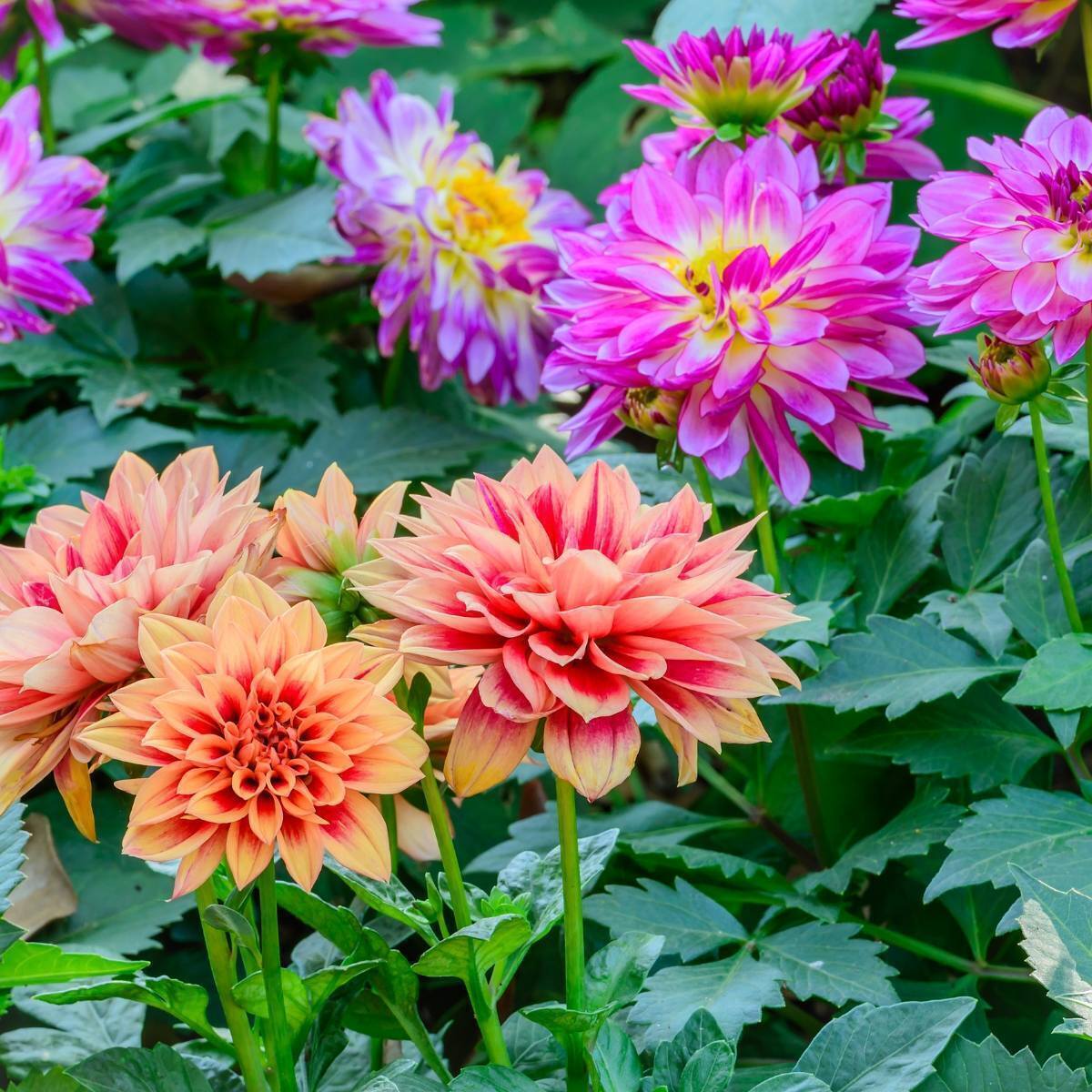 Dahlia Dwarf Double Opera Mix Seeds