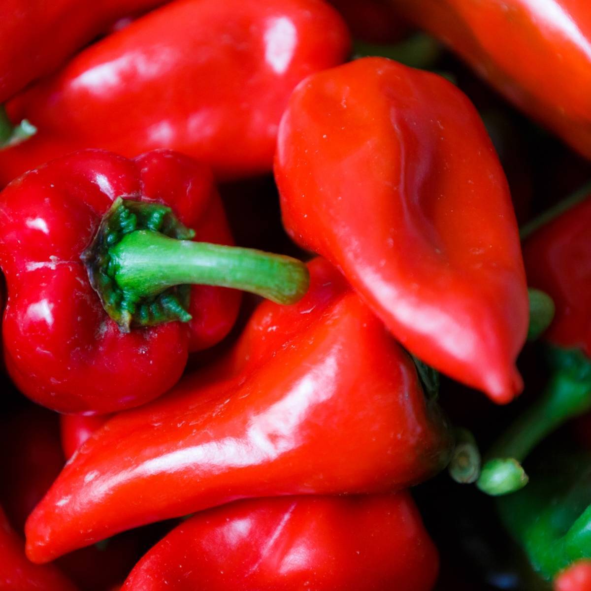 Pimento Capsicum Seeds