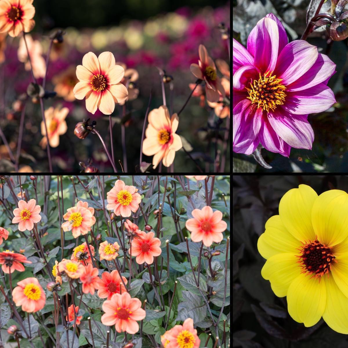 Dahlia Red Skin Mixed Seeds