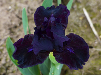 Mink River Dwarf Iris