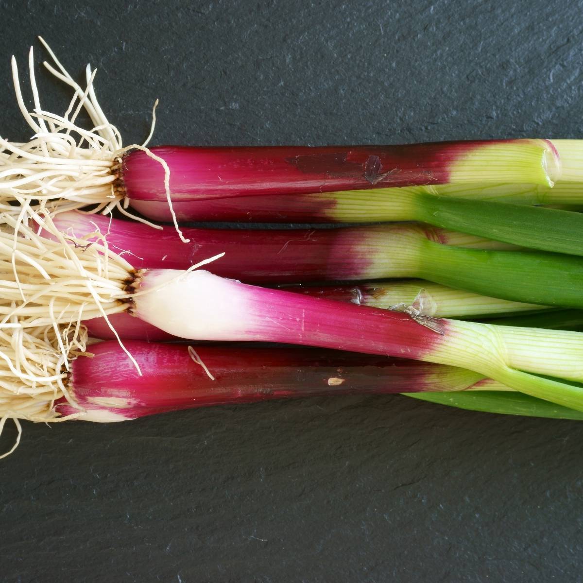 Red Beard Bunching Onion Seeds