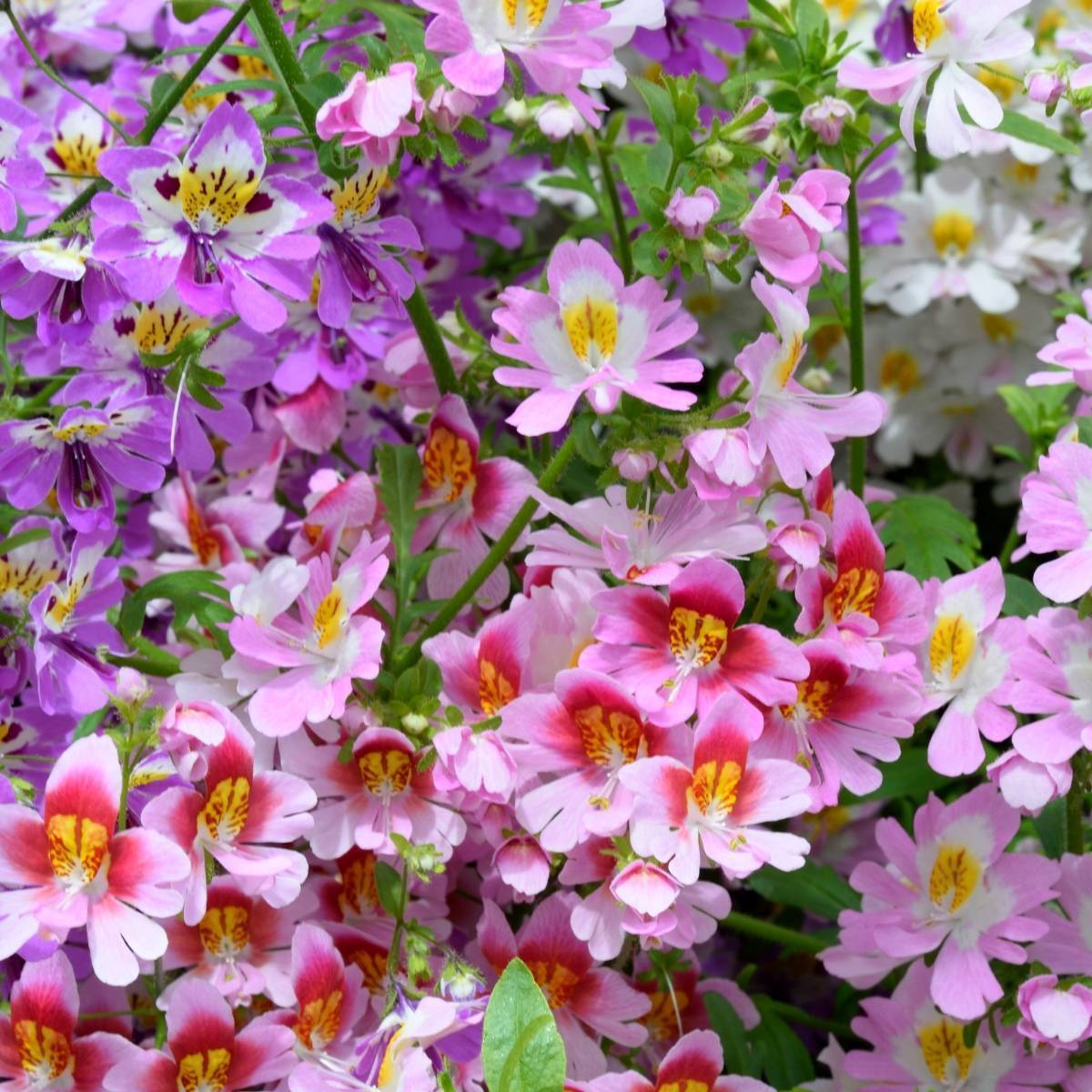 Schizanthus Angel Wings Mixed Seeds