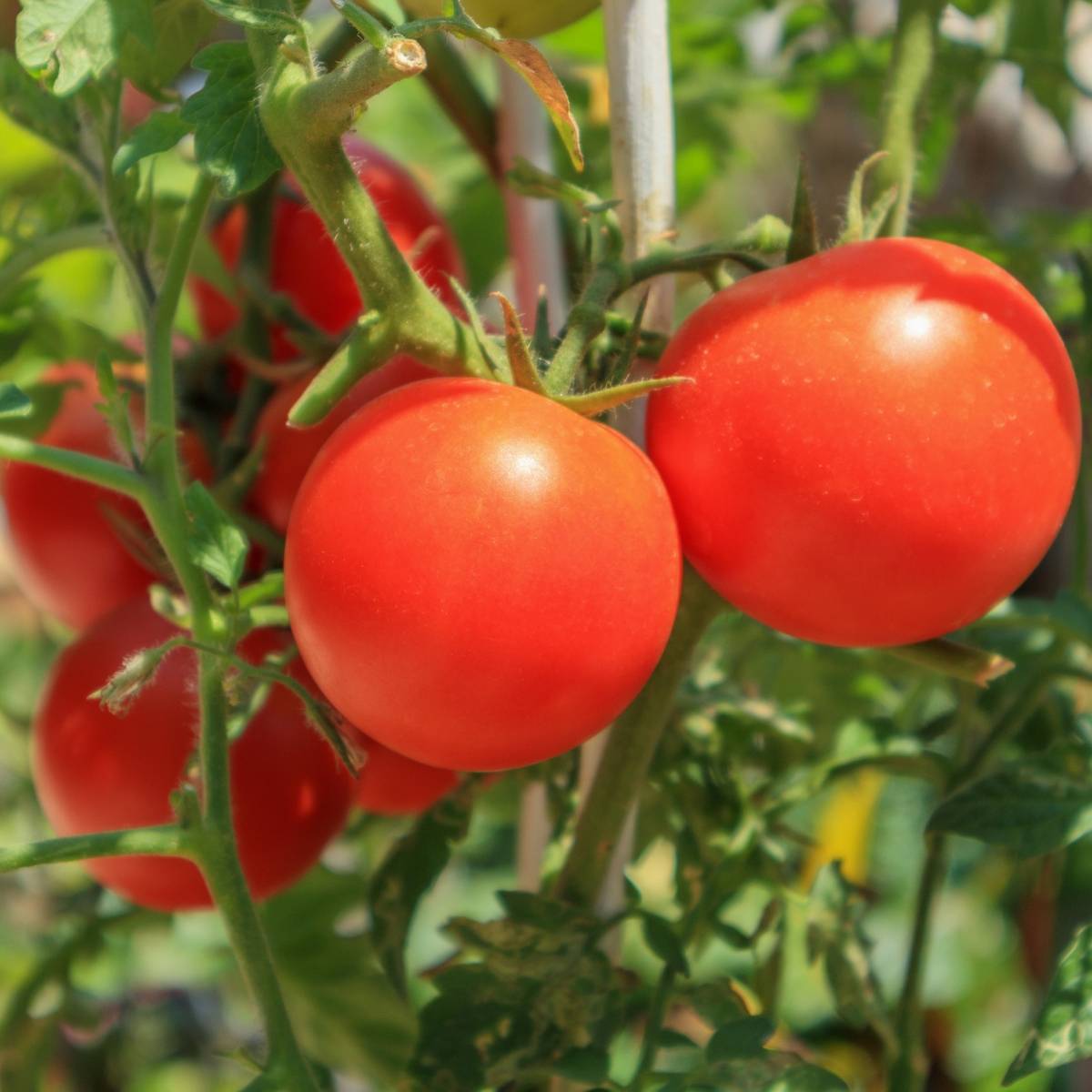 Daydream Tomato Seeds