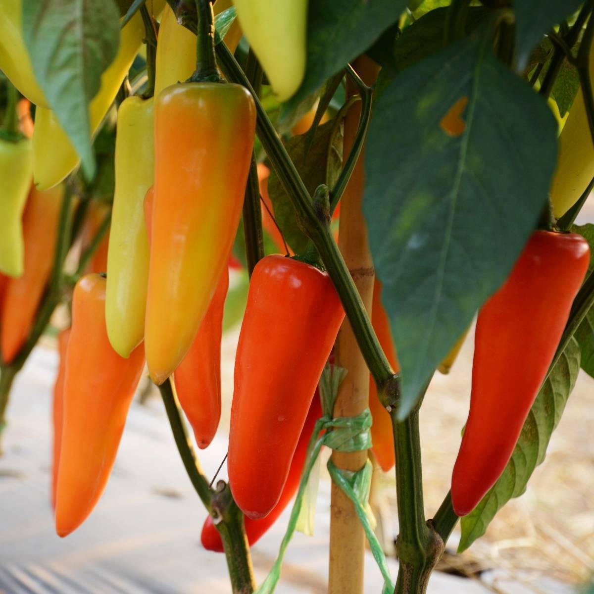 Hungarian Sweet Wax Red Capsicum Seeds