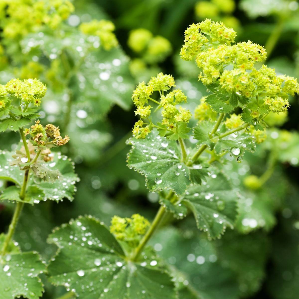 Lady's Mantle Seeds