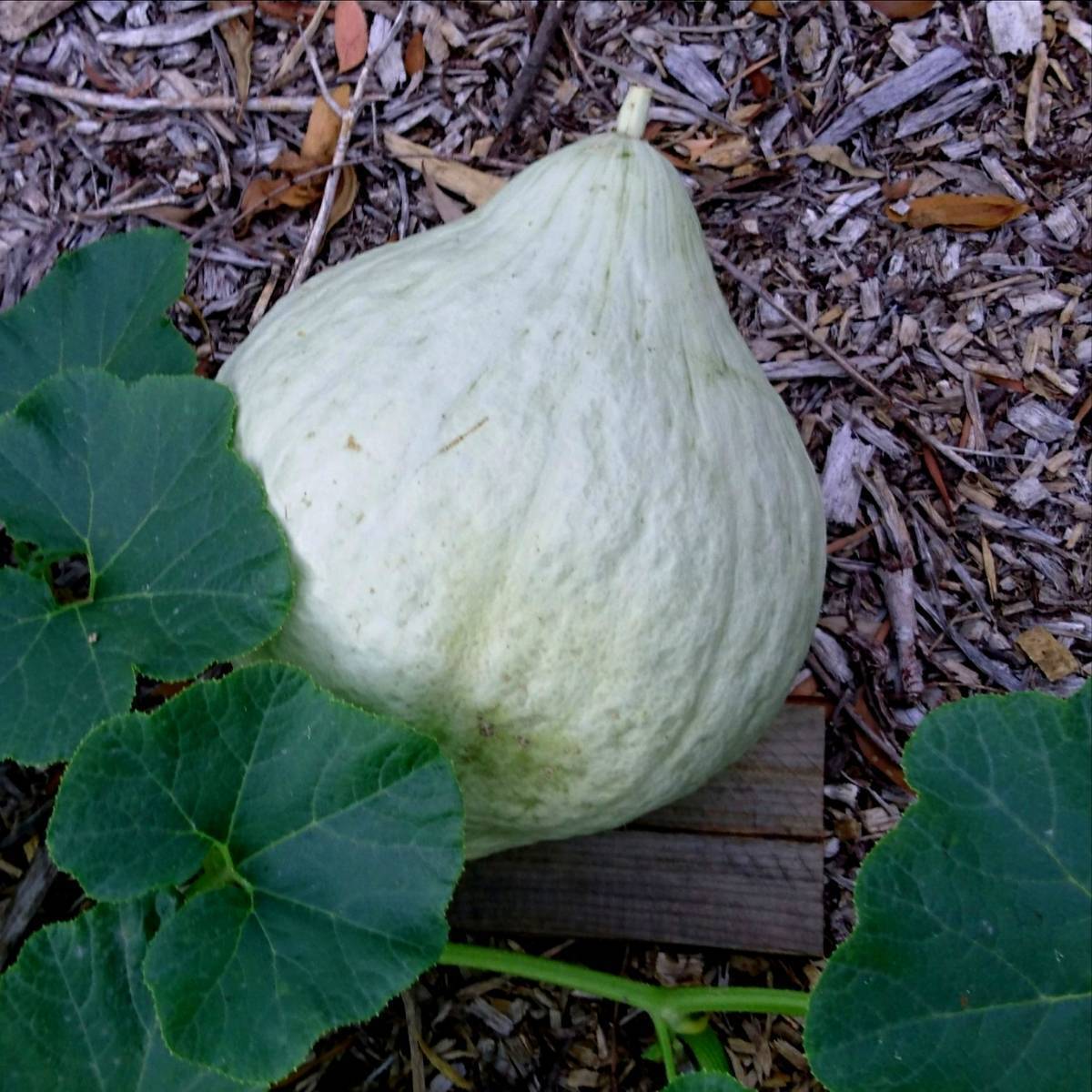 Blue Hubbard Pumpkin Seeds