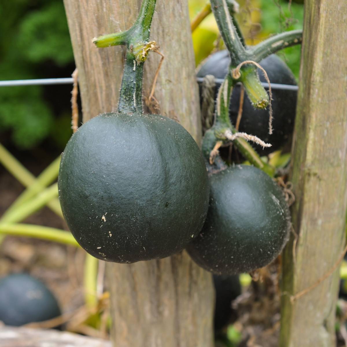 Gem Rolet Winter Squash Seeds