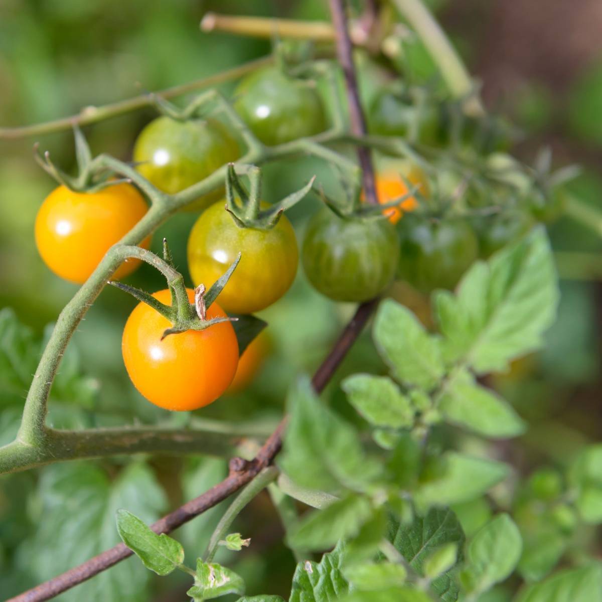 Yellow Cherry Honey Bee Tomato Seeds