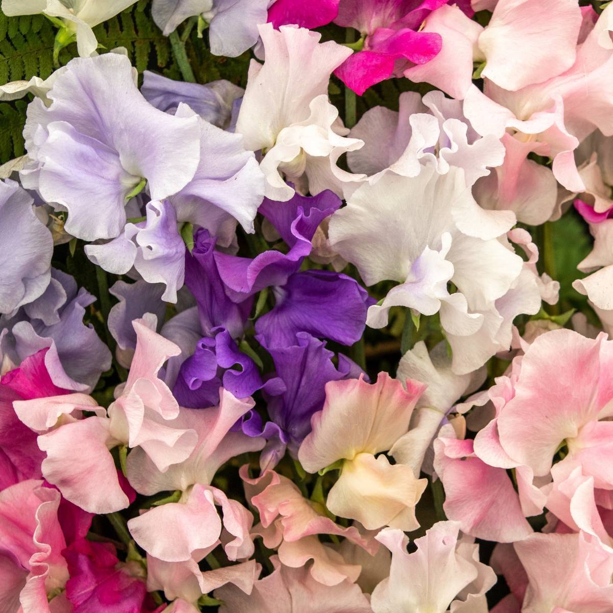 Sweet Pea Bijou Mix Seeds