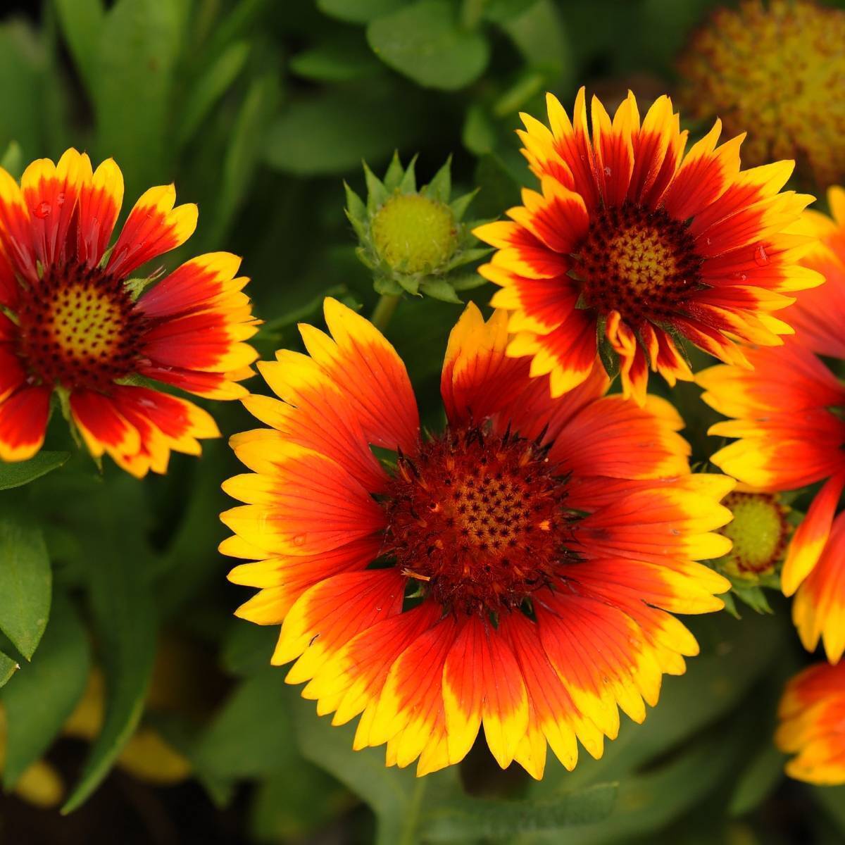 Gaillardia Single Flowered Mix Seeds