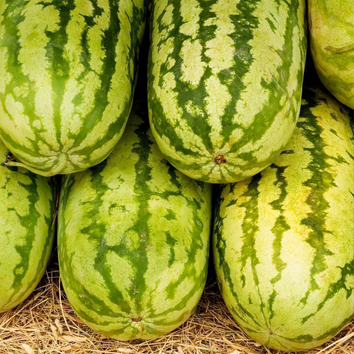 Jubilee Watermelon Seeds