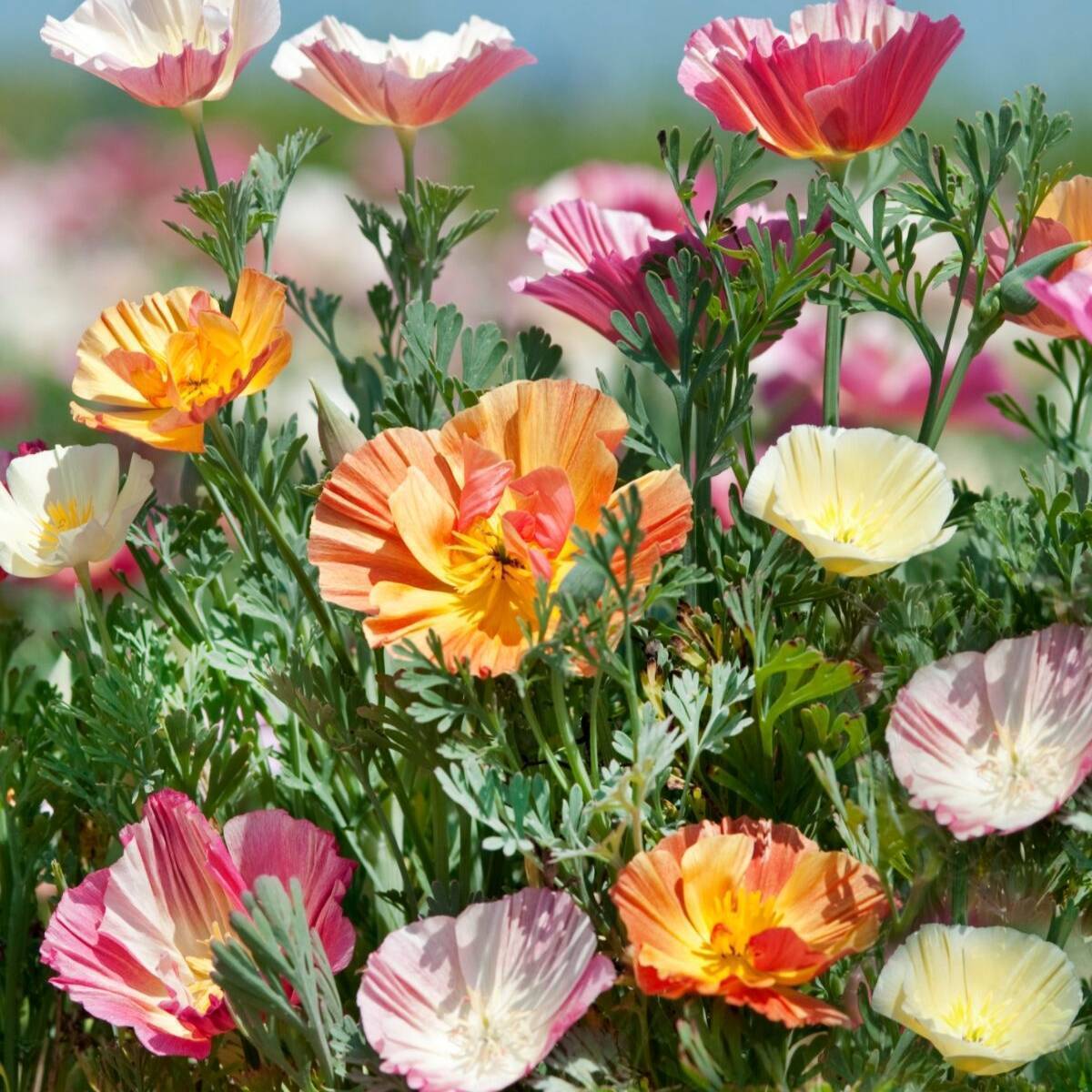 Californian Poppy Ballerina Double Mix Seeds