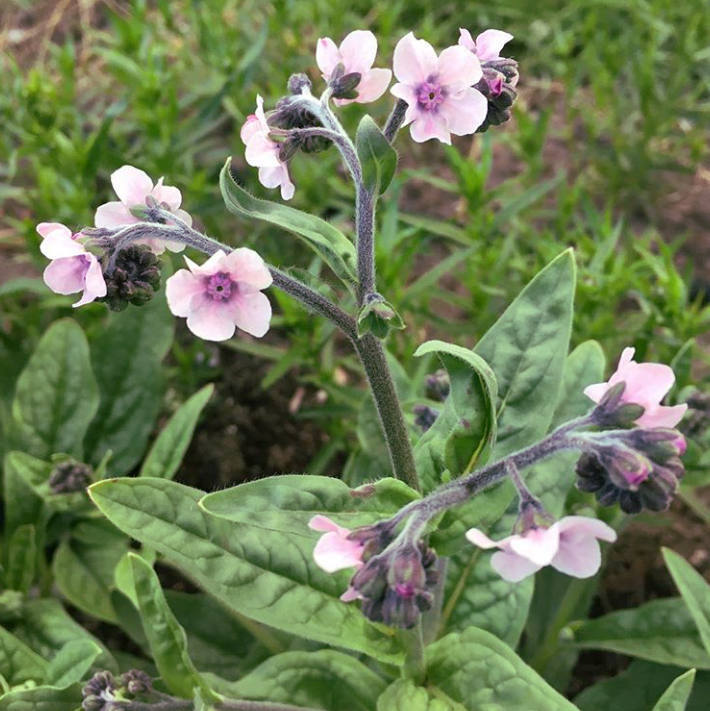 Forget Me Not, Chinese Mystic Pink Seeds