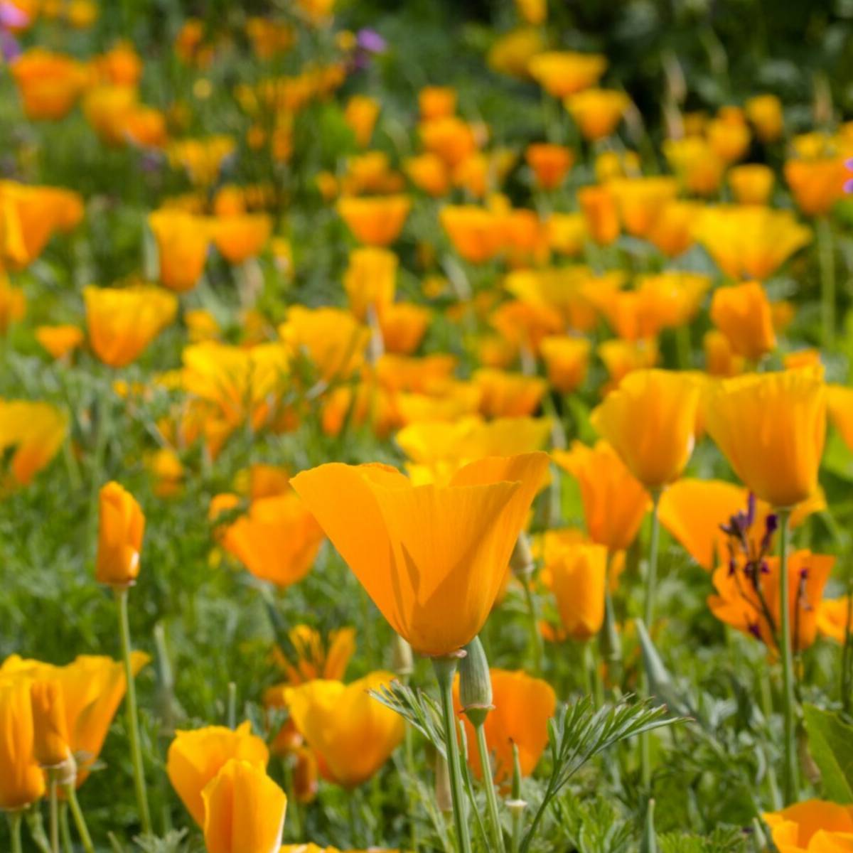 Californian Poppy Aurantiaca Orange Seeds