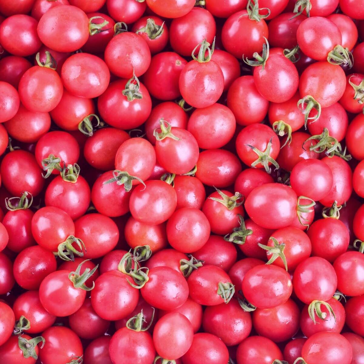 Pink Marbles Tomato Seeds