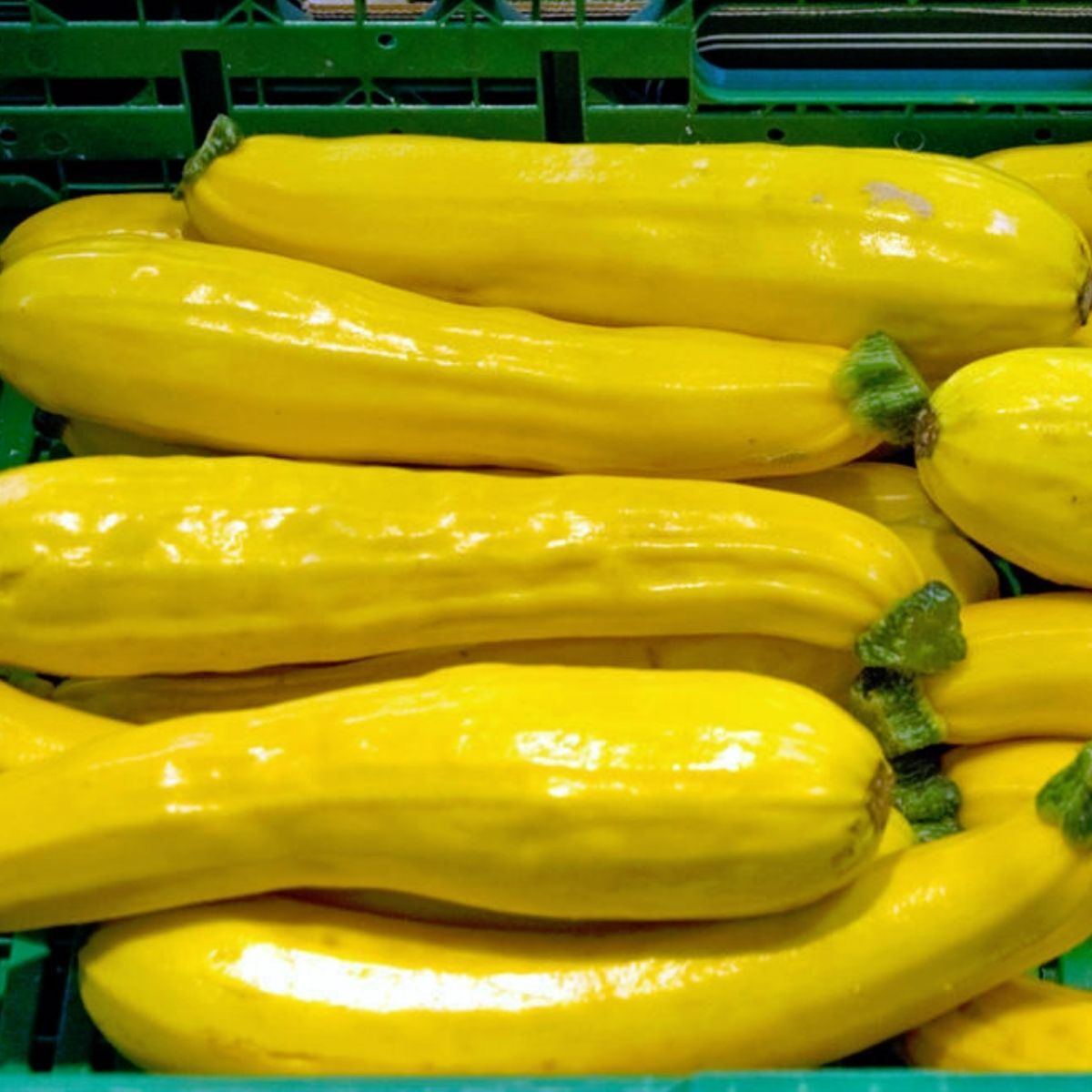 Golden Zucchini Seeds