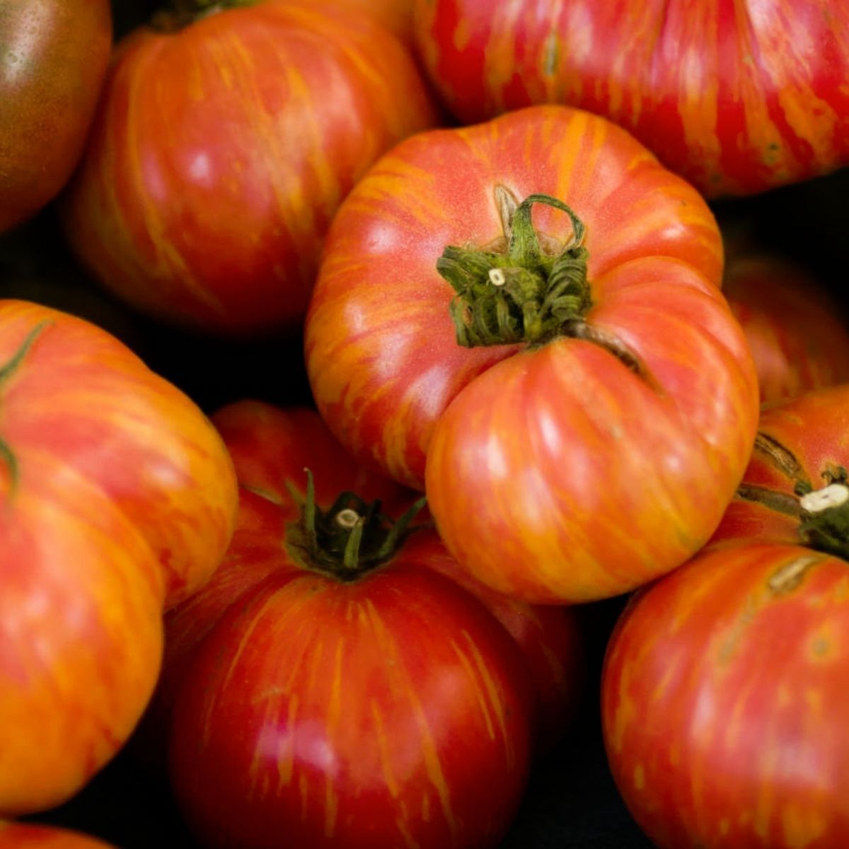 Big Rainbow Tomato Seeds