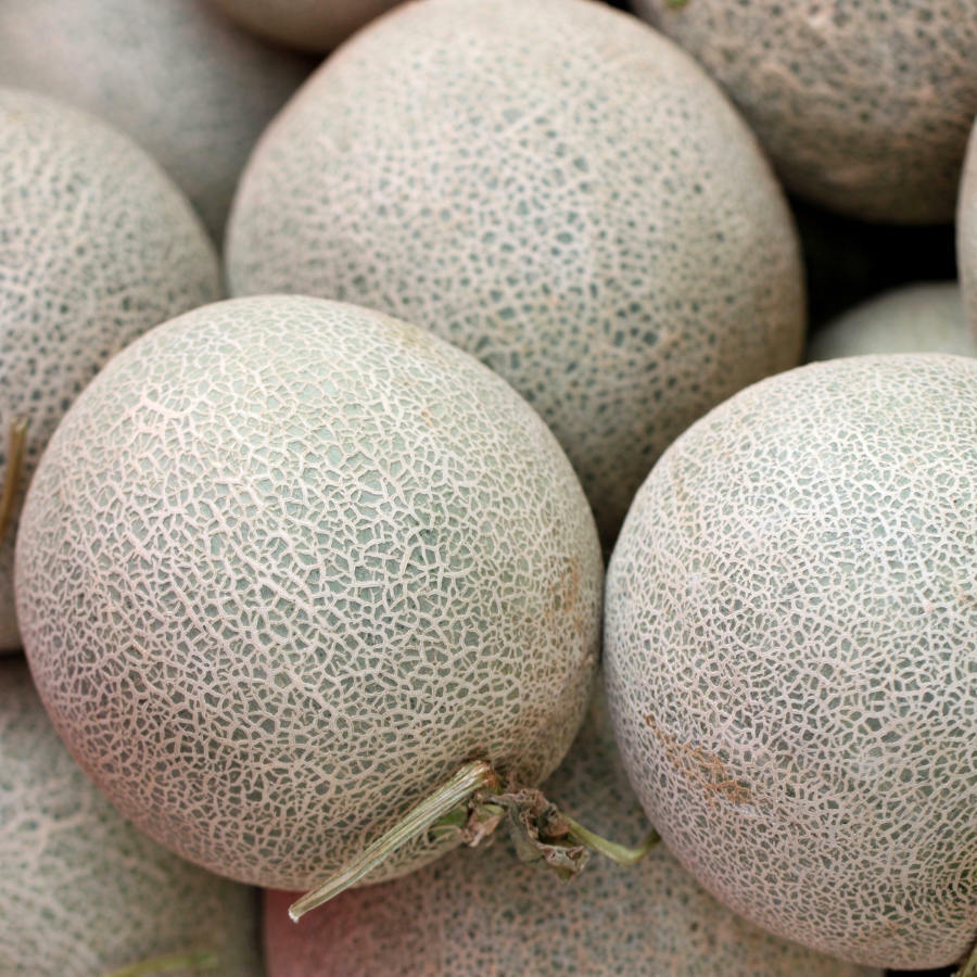 Eden's Gem Rockmelon Seeds