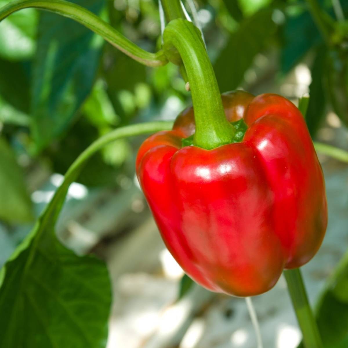 Big Red Capsicum Seeds