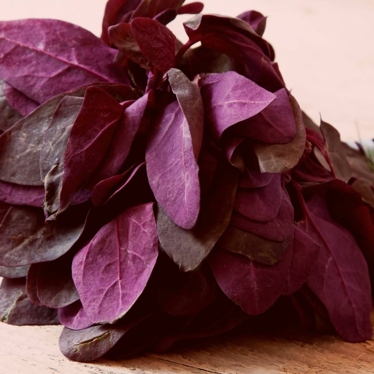 Fire Red Orach Seeds