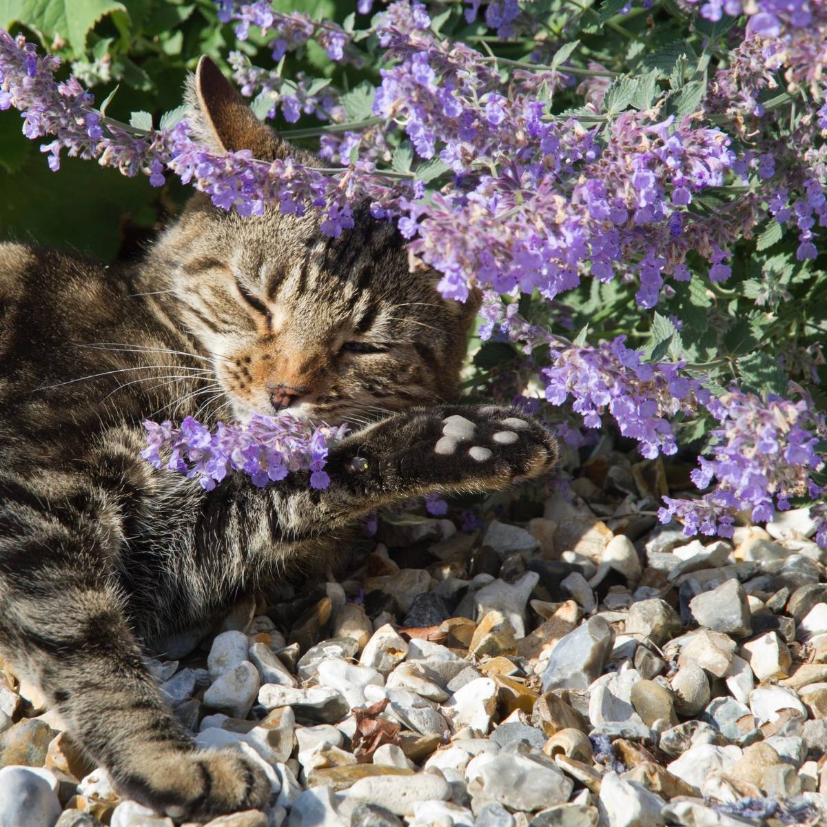 Catmint Seeds