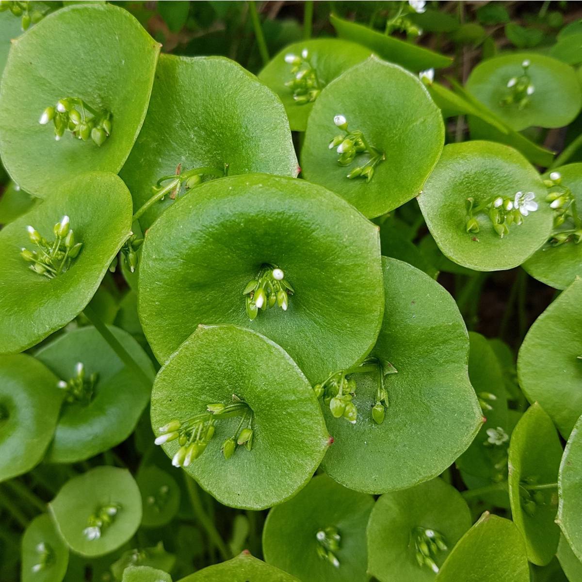 Miner's Lettuce Seeds