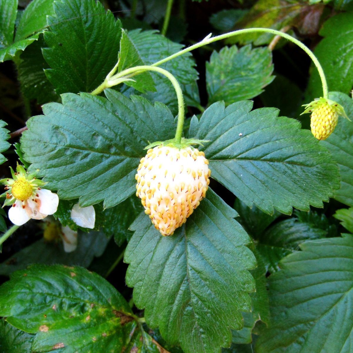 White Soul Alpine Strawberry Seeds